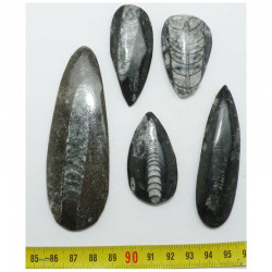 lot de 5 Orthoceras fossiles ( Maroc - 004 )