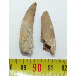 Lot de 2 Dents de Plésiosaure  ( Maroc - 003 )
