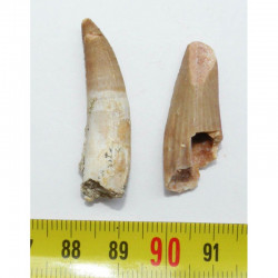 Lot de 2 Dents de Plésiosaure  ( Maroc - 003 )