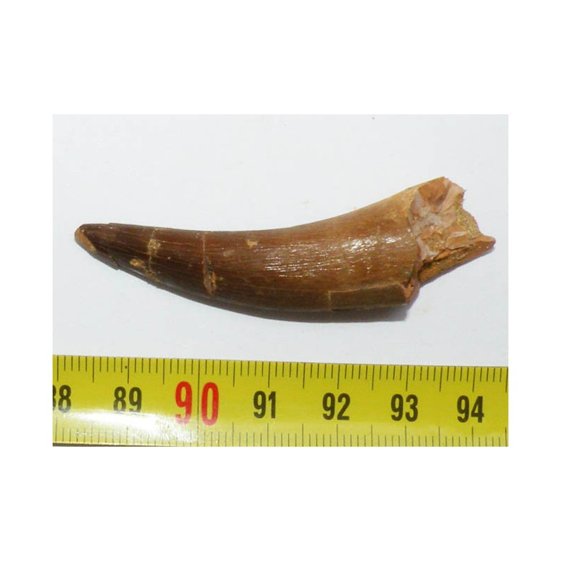 Dent de Plésiosaure  ( Maroc - 005 )
