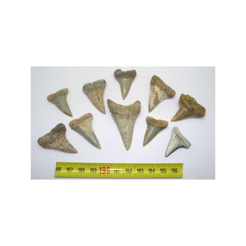 10 dents de requin Isurus hastalis ( 047 ) 10 dents de requin Isurus hastalis ( 047 )