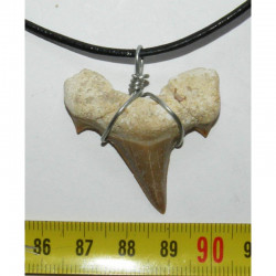 Collier pendentif  dent de requin fossile ( Lamna - 008 )