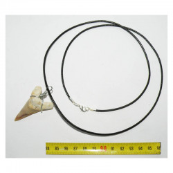 Collier pendentif  dent de requin fossile ( 011 )