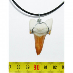 Collier pendentif  dent de requin fossile ( 005 )
