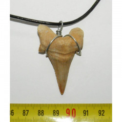 Collier pendentif  dent de requin fossile ( 010 )