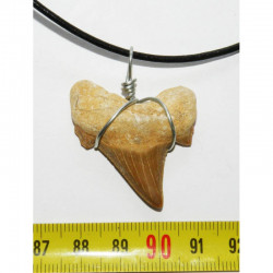 Collier  pendentif  dent de requin fossile ( 012 )