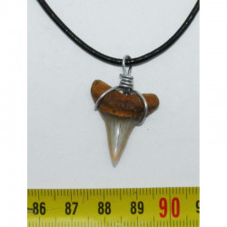 Collier  pendentif dent de requin fossile ( 030 )