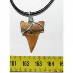 Collier  pendentif dent de requin fossile ( 032 )