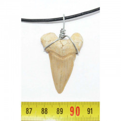 Collier  pendentif  dent de requin fossile ( 025 )