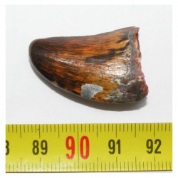 1 dent de Carcharodontosaurus saharicus - T REX Africain ( 3.3 cms - 016 )