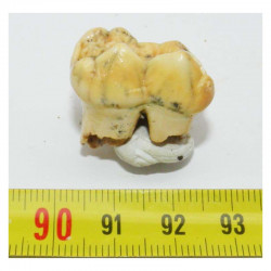 1 dent d Ursus spelaeus ( Rounanie - 005 )