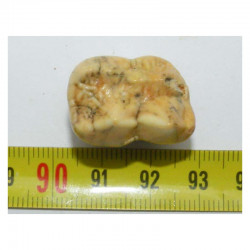 1 dent d Ursus spelaeus ( Rounanie - 005 )
