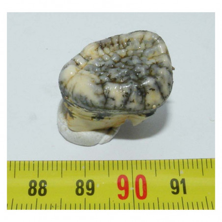 1 dent d Ursus spelaeus ( Rounanie - 003 )