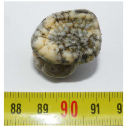 1 dent d Ursus spelaeus ( Rounanie - 003 )