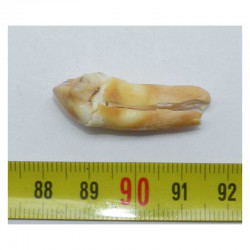1 dent d Ursus spelaeus ( Rounanie - 013 )