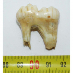 1 dent d Ursus spelaeus ( Rounanie - 006 )