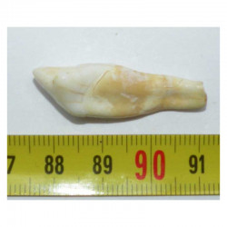 1 dent d Ursus spelaeus ( Rounanie - 016 )