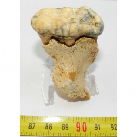 1 dent d Ursus spelaeus ( Rounanie - 002 )