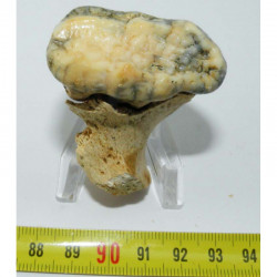 1 dent d Ursus spelaeus ( Rounanie - 002 )