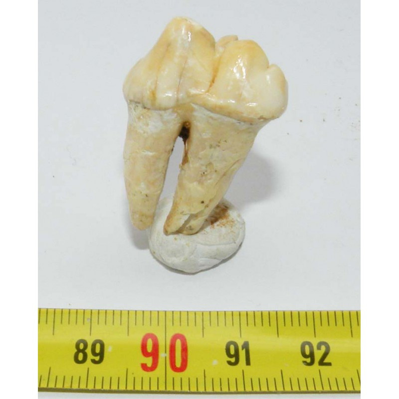 1 dent d Ursus spelaeus ( Rounanie - 004 )