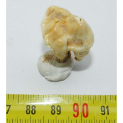 1 dent d Ursus spelaeus ( Rounanie - 004 )