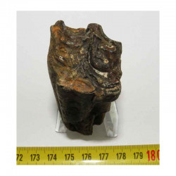 1 dent de cheval prehistorique ( USA - 006 )﻿