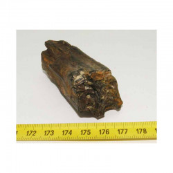 1 dent de cheval prehistorique ( USA - 006 )﻿