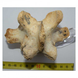 1 vertebre d Ursus spelaeus ( Rounanie - 024 )