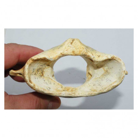 1 vertebre d Ursus spelaeus ( Rounanie - 022 )