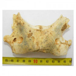 1 vertebre d Ursus spelaeus ( Rounanie - 022 )