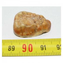 1 dent d Ursus spelaeus ( Rounanie - 007 )