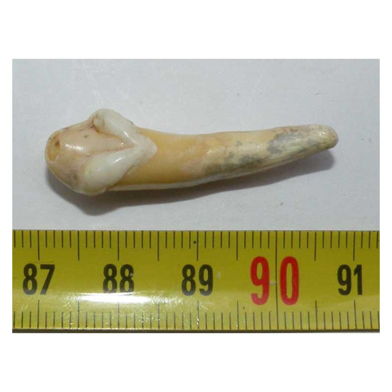 1 dent d Ursus spelaeus ( Rounanie - 012 )