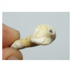 1 dent d Ursus spelaeus ( Rounanie - 012 )