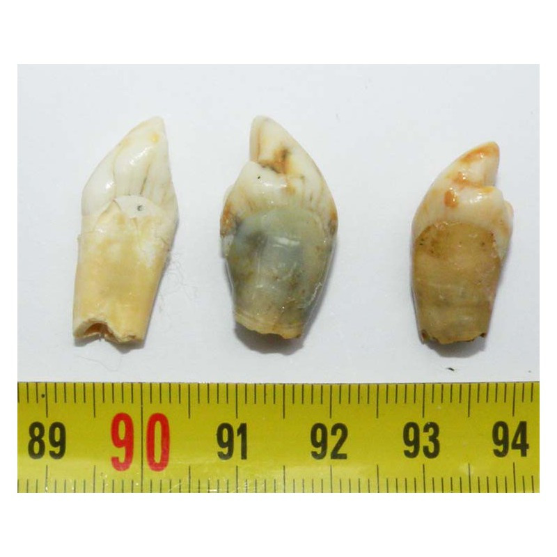 3 dents d Ursus spelaeus ( Rounanie - 032 )