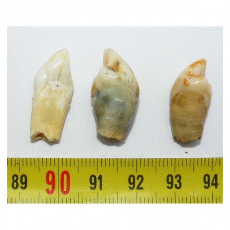 3 dents d Ursus spelaeus ( Rounanie - 032 )