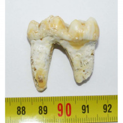 1 dent d Ursus spelaeus ( Rounanie - 029 )