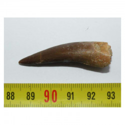 Dent de Plésiosaure  ( Maroc - 006 )