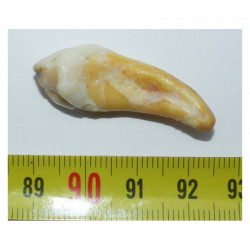 1 dent d Ursus spelaeus ( Rounanie - 015 )