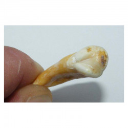 1 dent d Ursus spelaeus ( Rounanie - 015 )