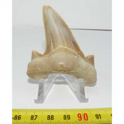 dent Fossile de requin Lamna Obliqua ( 6.7 cms - 080 )