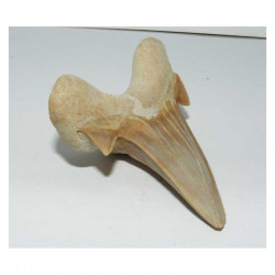 dent Fossile de requin Lamna Obliqua ( 6.7 cms - 080 )