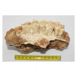 Fragment de machoire de Bos primigenius ( France - 002 )