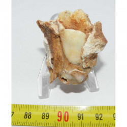 Fragment de machoire de Bos primigenius ( France - 001 )