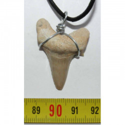 Collier pendentif  dent de requin fossile ( 013 )