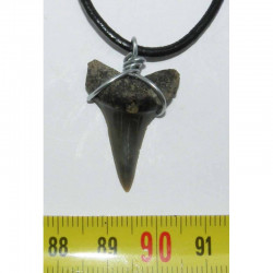 Collier pendentif dent de requin fossile ( 046 )