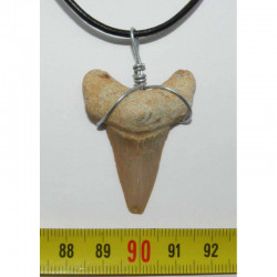 Collier pendentif  dent de requin fossile ( Lamna - 052 )