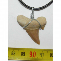 Collier pendentif  dent de requin fossile ( Lamna - 047 )