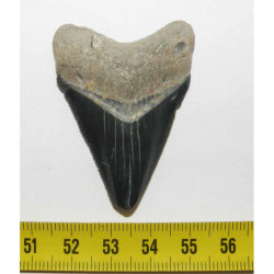 dent de requin Carcharodon megalodon ( 4.9 cms - 238 )