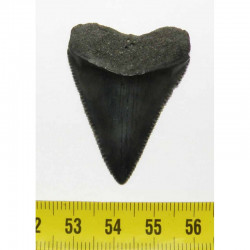 dent de requin Carcharodon carcharias (  4.1 cm - 038 )