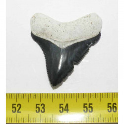 dent de requin Carcharodon megalodon ( 3.6 cms - 215 )